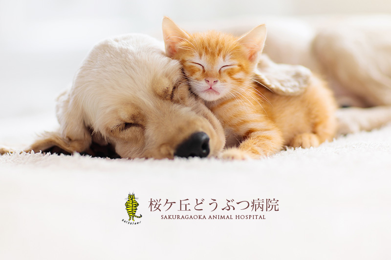 桜ケ丘どうぶつ病院 HOMEの外観